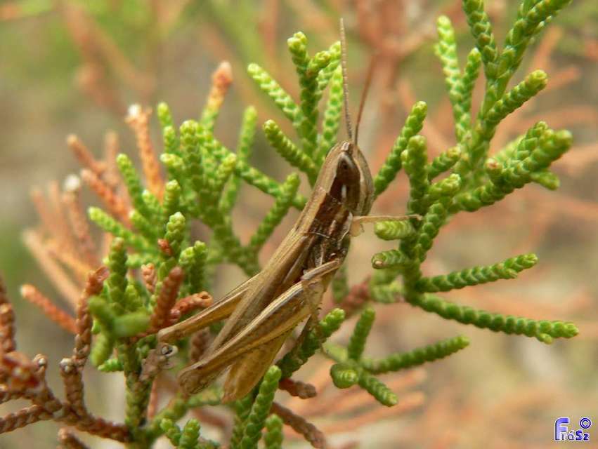Euchorthippus pulvinatus - karcsú rétisáska