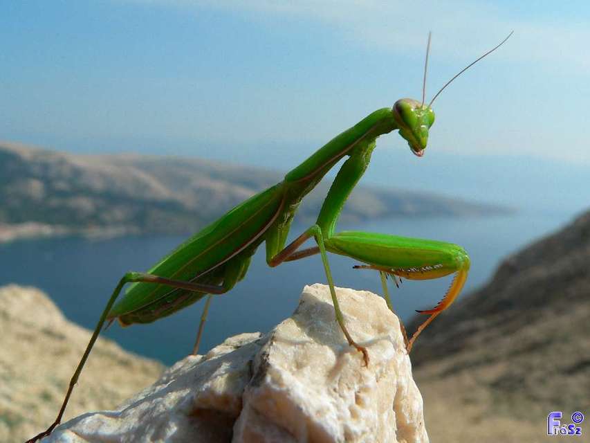 Mantis religiosa - imádkozósáska