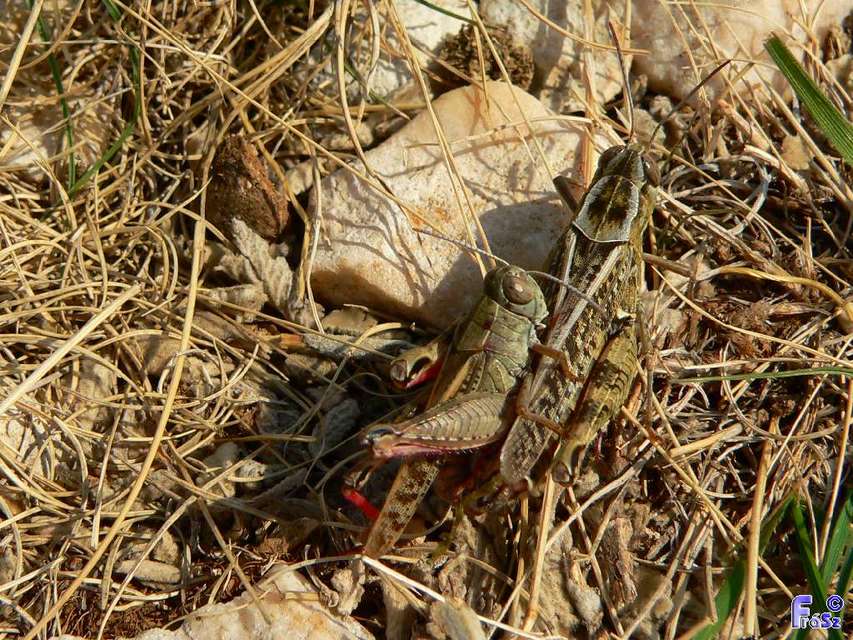 Calliptamus italicus - olaszsáska