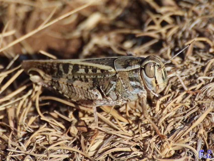 Calliptamus italicus - olaszsáska