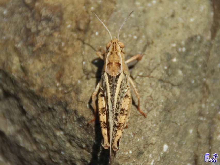 Calliptamus