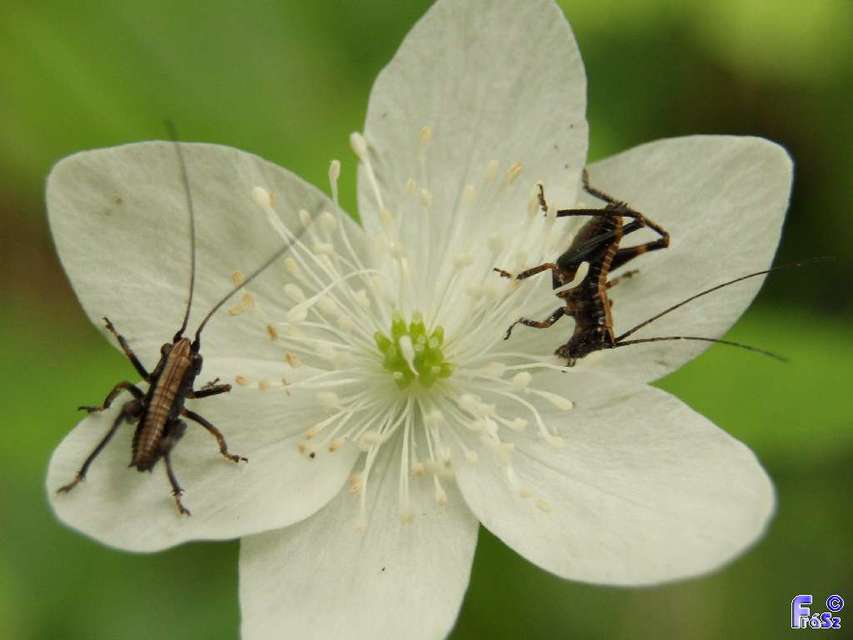 Pholidoptera griseoaptera - szürke avarszöcske