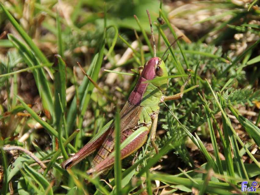 Pseudochorthippus parallelus - közönséges rétisáska