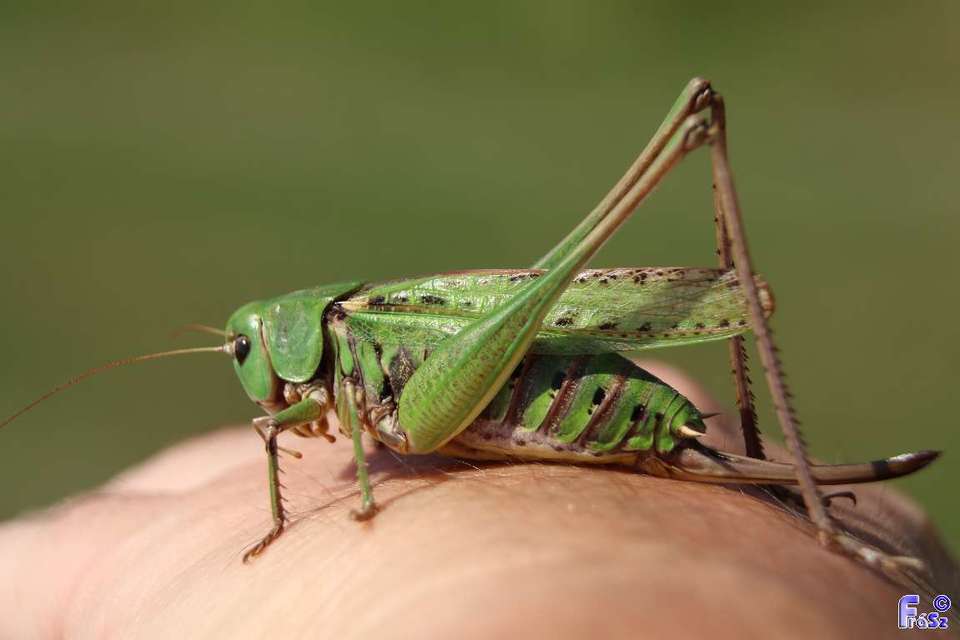 Decticus verrucivorus - szemölcsevő szöcske