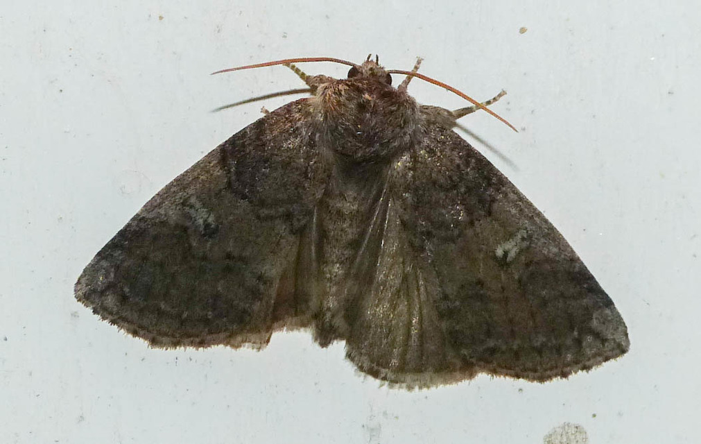 Tethea or - bélyeges pihésszövő