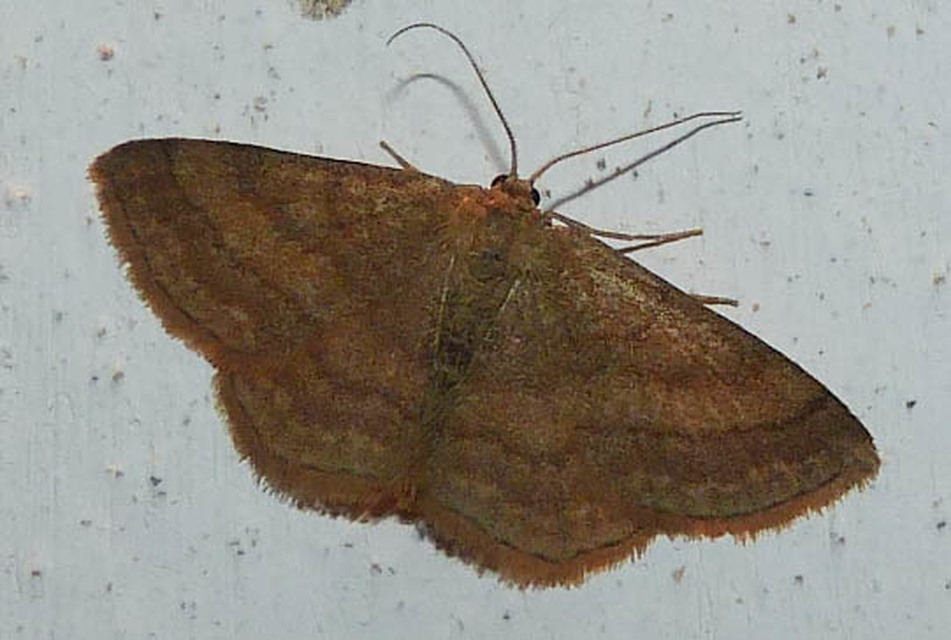 Scopula rubiginata - réti pirosaraszoló