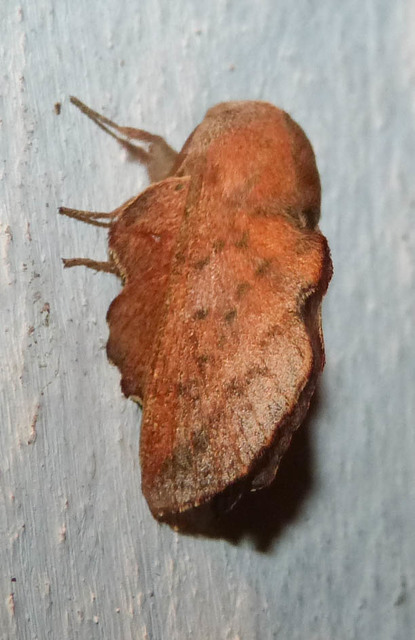 Phyllodesma tremulifolia - nyárlevélpohók