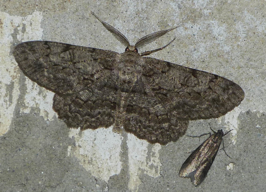 Hypomecis punctinalis - pettyes faaraszoló