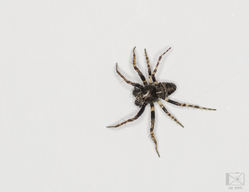 Gibbaranea bituberculata - kétcsúcsú keresztespók