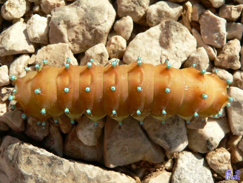 Saturnia pyri - nagy pávaszem