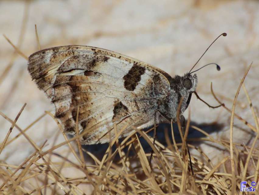 Chazara briseis - tarka szemeslepke