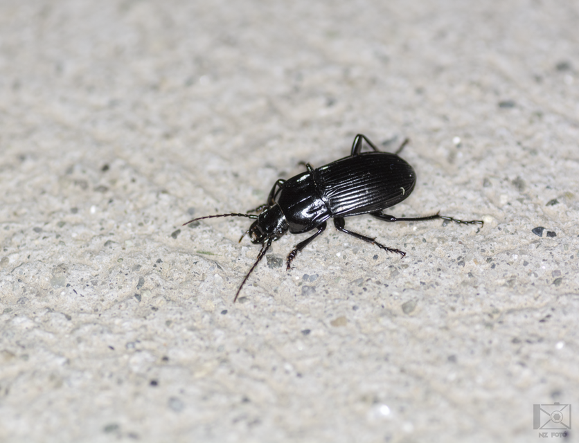 Abax parallelepipedus - félbordás szélesfutó