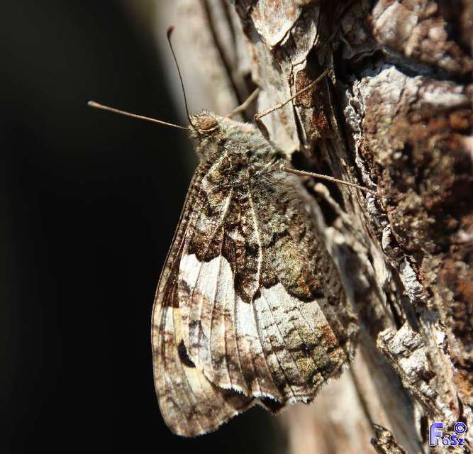 Hipparchia semele - barna szemeslepke