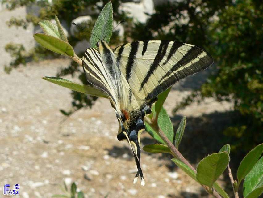 Iphiclides podalirius - kardoslepke