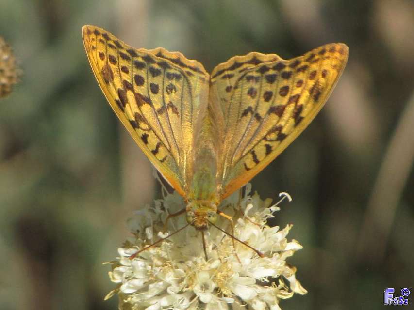 Argynnis pandora - zöldes gyöngyházlepke