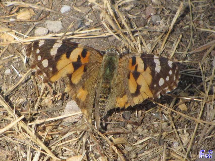 Vanessa cardui - bogáncslepke