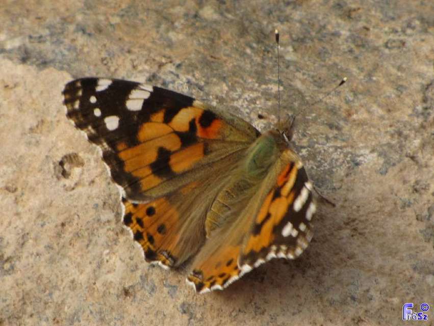 Vanessa cardui - bogáncslepke