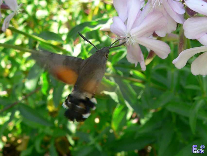 Macroglossum stellatarum - kacsafarkú szender