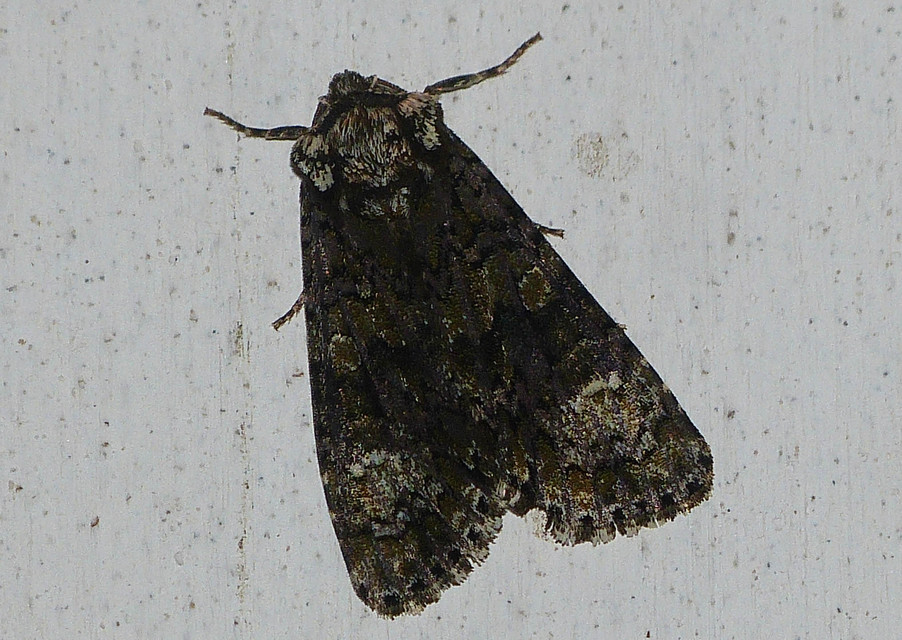 Craniophora ligustri - fagyalbagoly