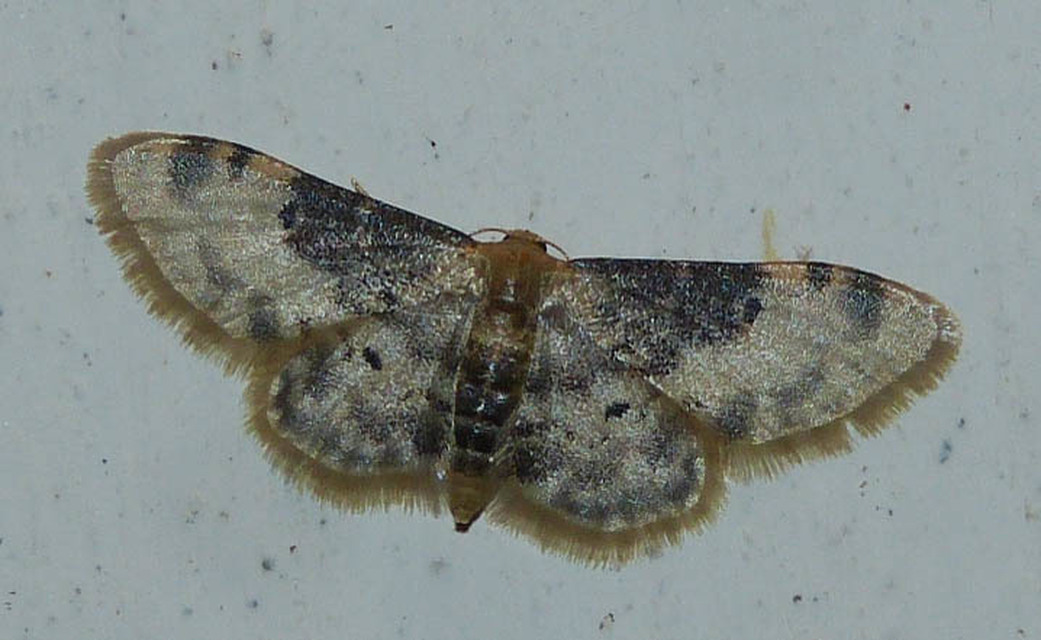 Idaea filicata - sötéttövű apróaraszoló