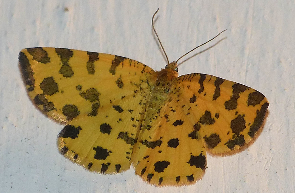Pseudopanthera macularia - párducfoltos araszoló