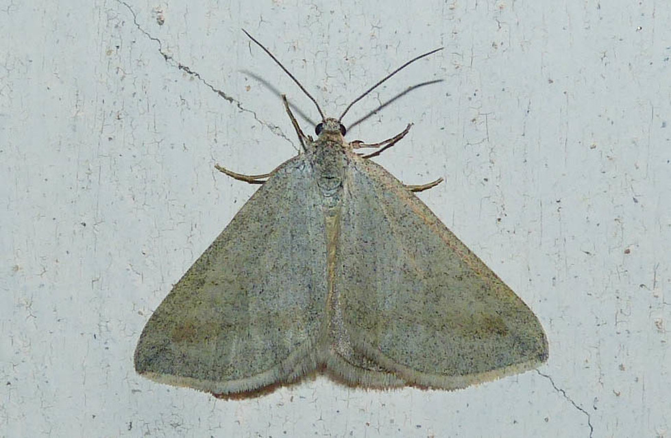 Lithostege griseata - szürke araszoló