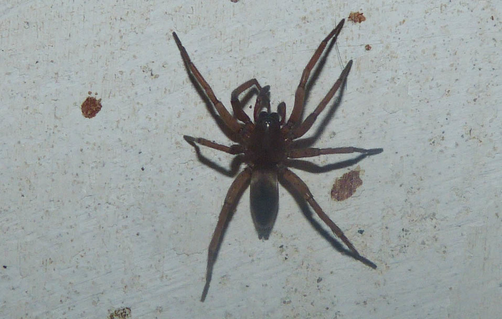 Gnaphosidae - kövipókok