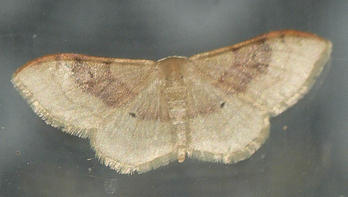 Idaea degeneraria - barnasávos araszoló
