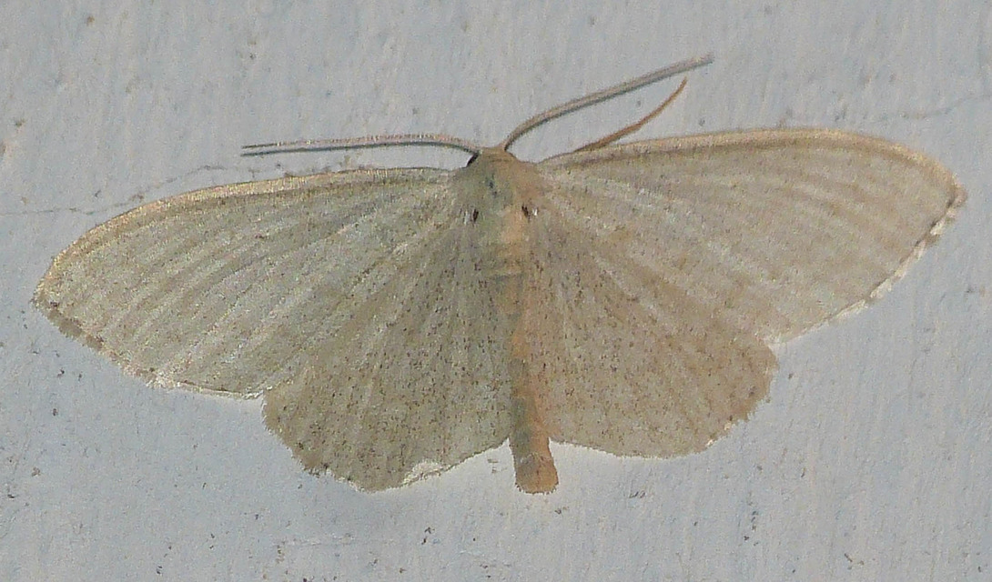 Idaea