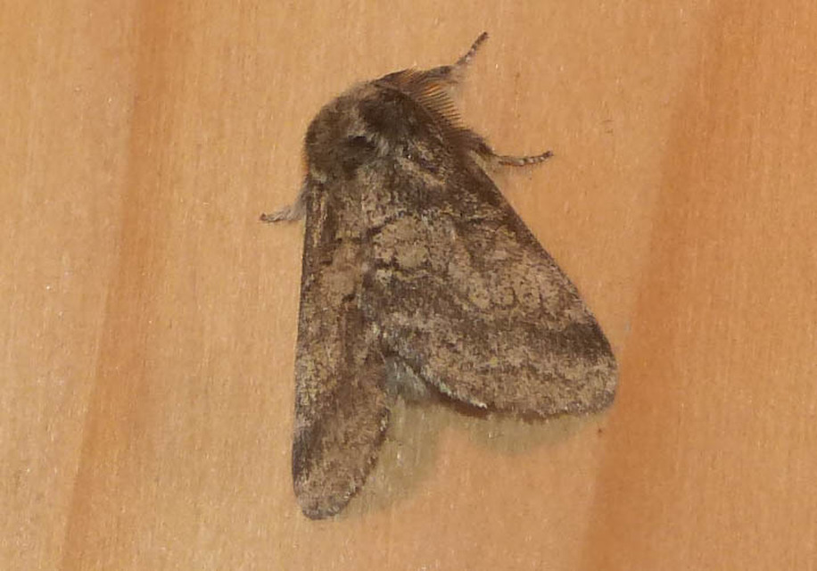 Gluphisia crenata - kormos púposszövő