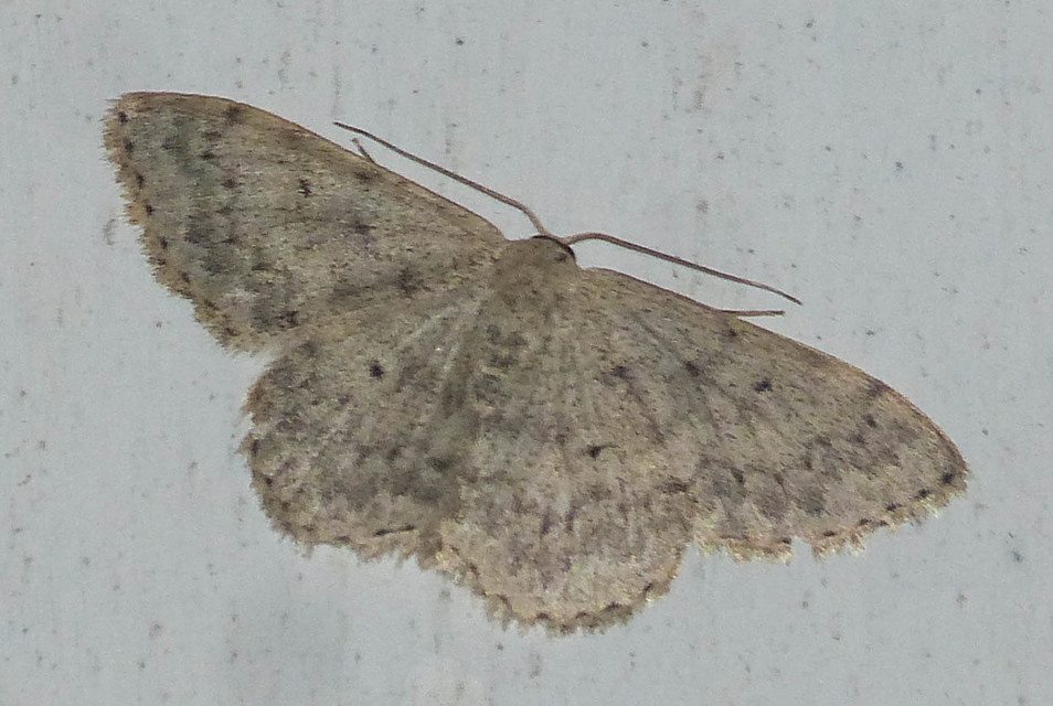 Scopula marginepunctata - pettyes sávosaraszoló