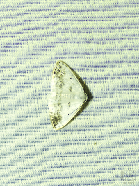 Lomographa temerata - foltos fehéraraszoló