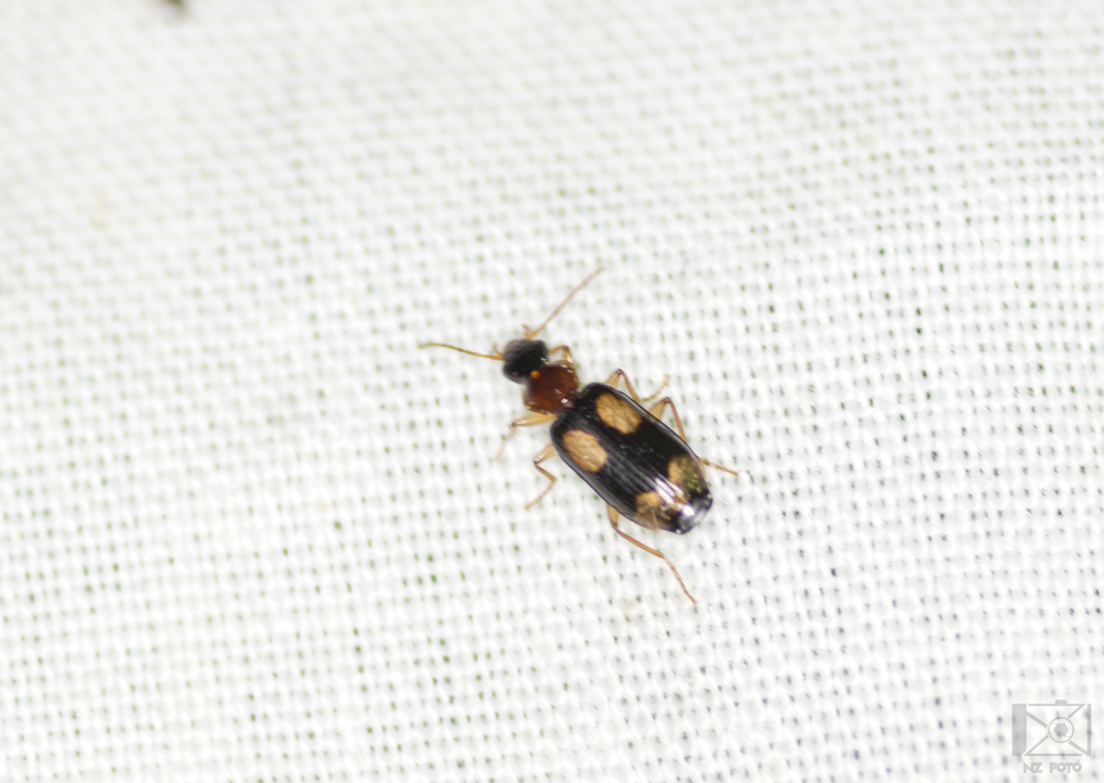 Dromius quadrimaculatus - négyfoltos kéregfutó