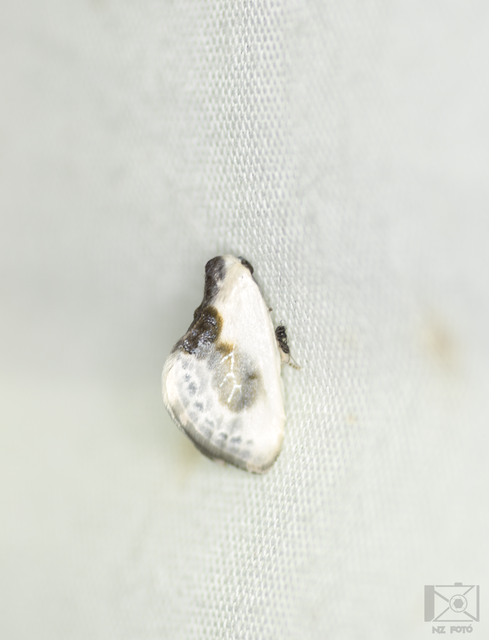 Cilix glaucata - törpe sarlósszövő