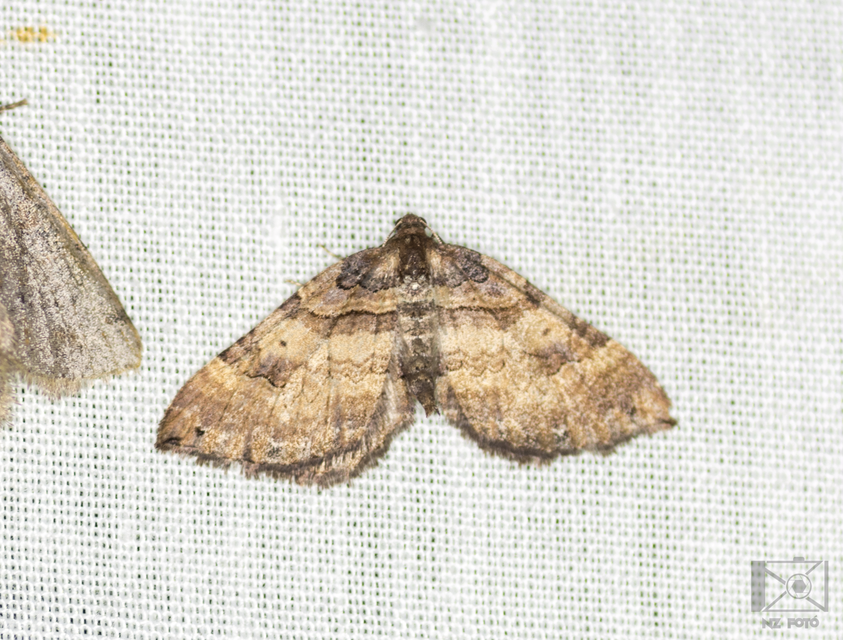 Earophila badiata - csipkerózsa-araszoló
