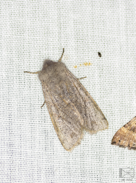 Orthosia incerta - változékony barkabagoly
