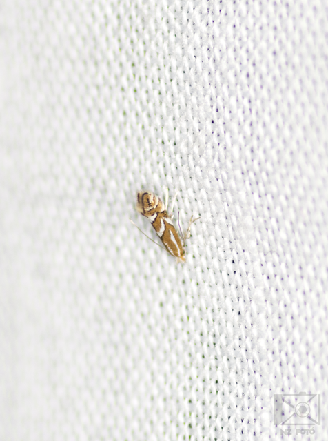 Phyllonorycter