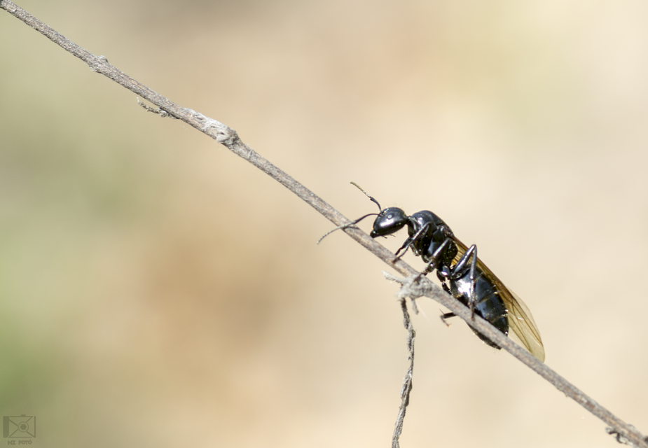 Camponotus