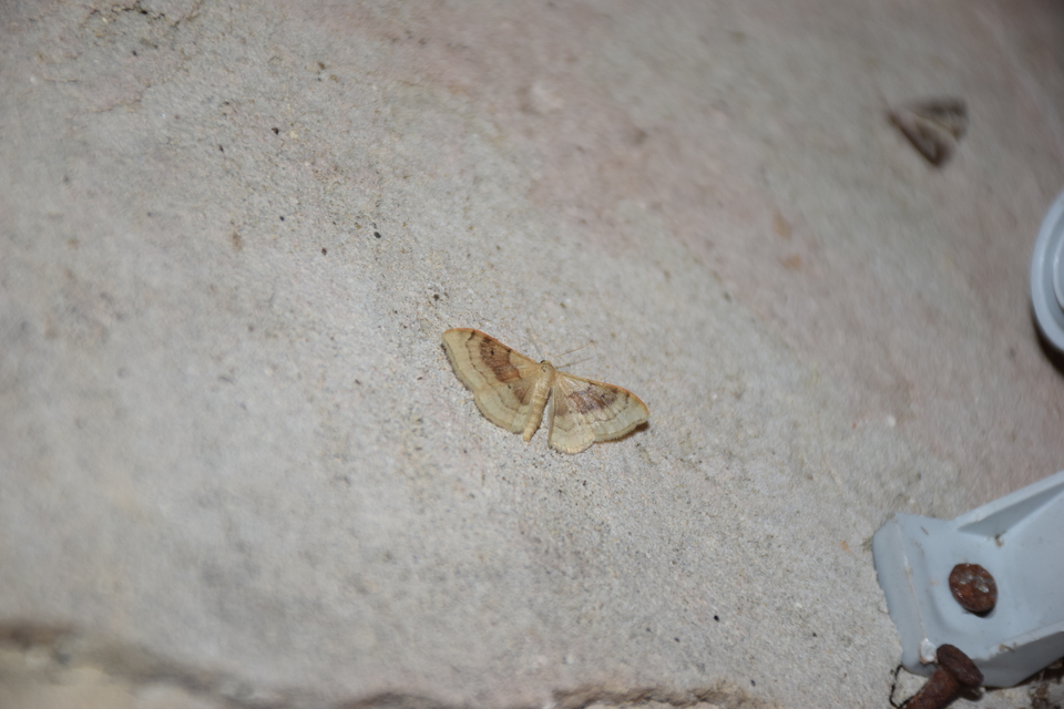 Idaea degeneraria - barnasávos araszoló