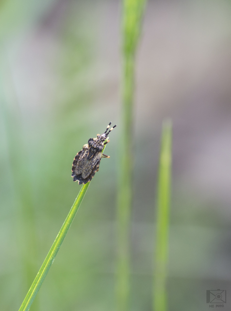Aradus versicolor - tarka kéregpoloska