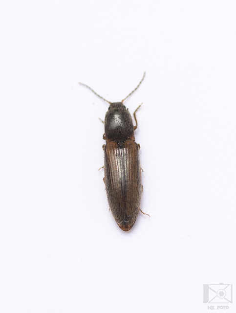 Athous vittatus - vörössávos pattanó
