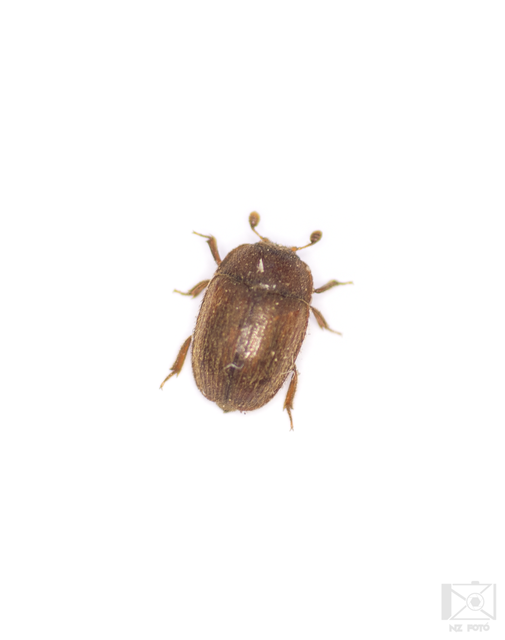 Pocadius ferrugineus - közönséges pöfetegfénybogár