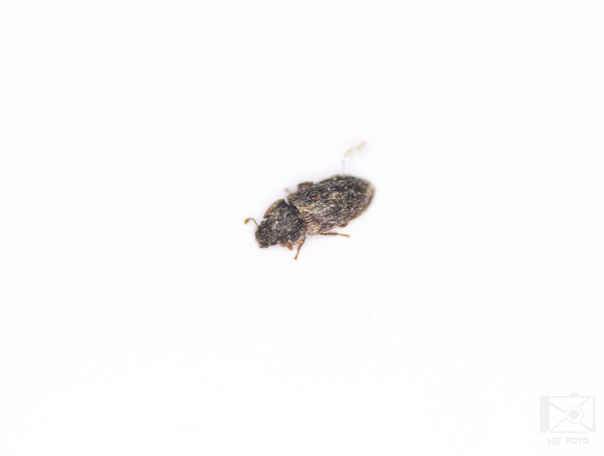 Colobicus hirtus - szegélyes héjbogár
