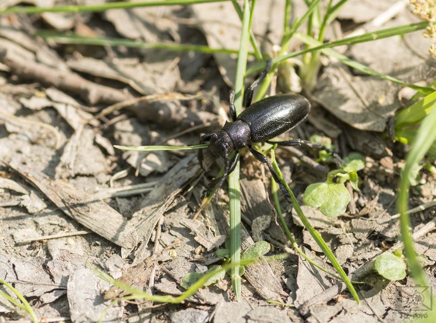 Dorcadion aethiops - fekete gyalogcincér
