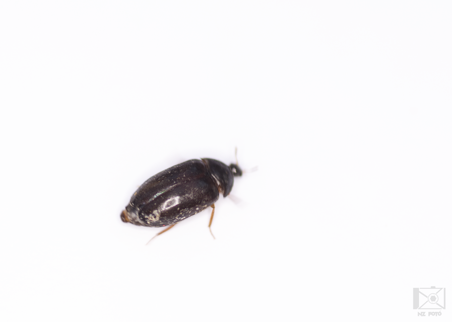 Attagenus