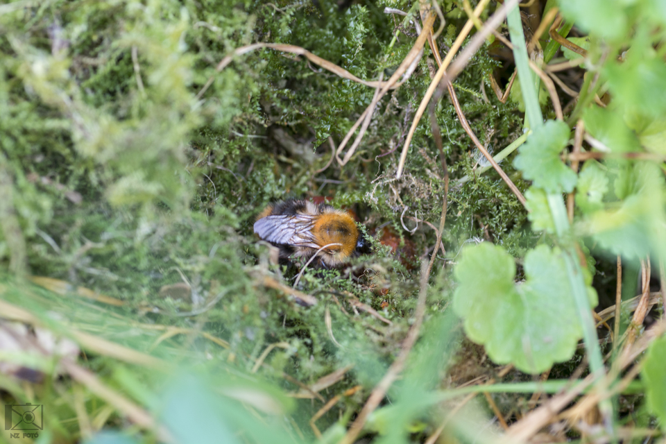 Bombus pascuorum - mezei poszméh