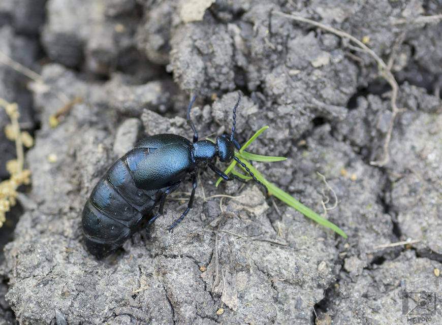 Meloe violaceus - kék nünüke