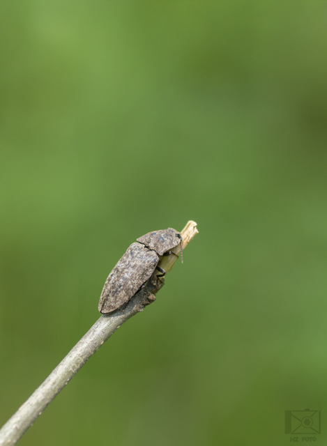 Agrypnus murinus - egérszínű pikkelyespattanó