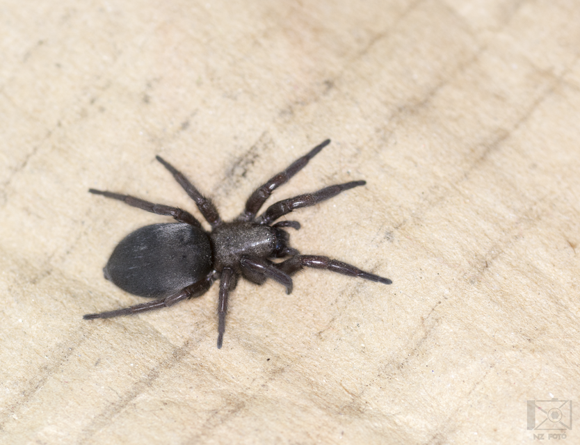 Gnaphosidae - kövipókok
