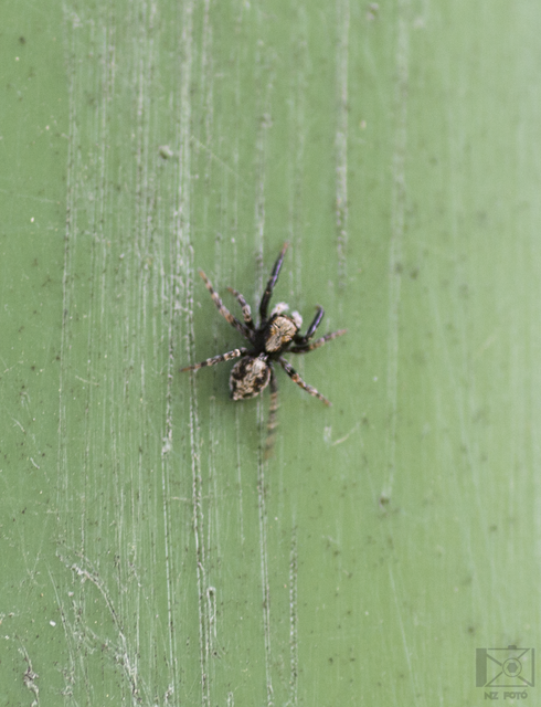 Pseudeuophrys lanigera - szobai ugrópók